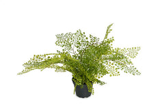 Bregne (Adiantum) i potte 30 cm Kunstig plante by PH