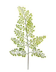 Adiantum blad 60 cm by PH