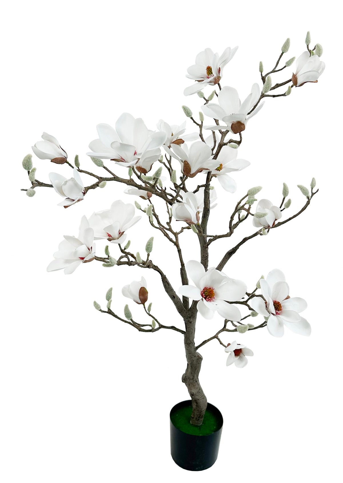 Magnolia Træ i Potte Hvid, 120 cm