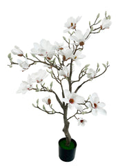 Magnolia træ i potte – Hvid, 180 cm