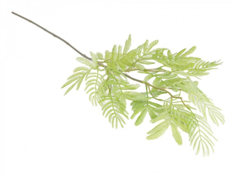 Mimosa-gren