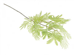 Mimosa-gren