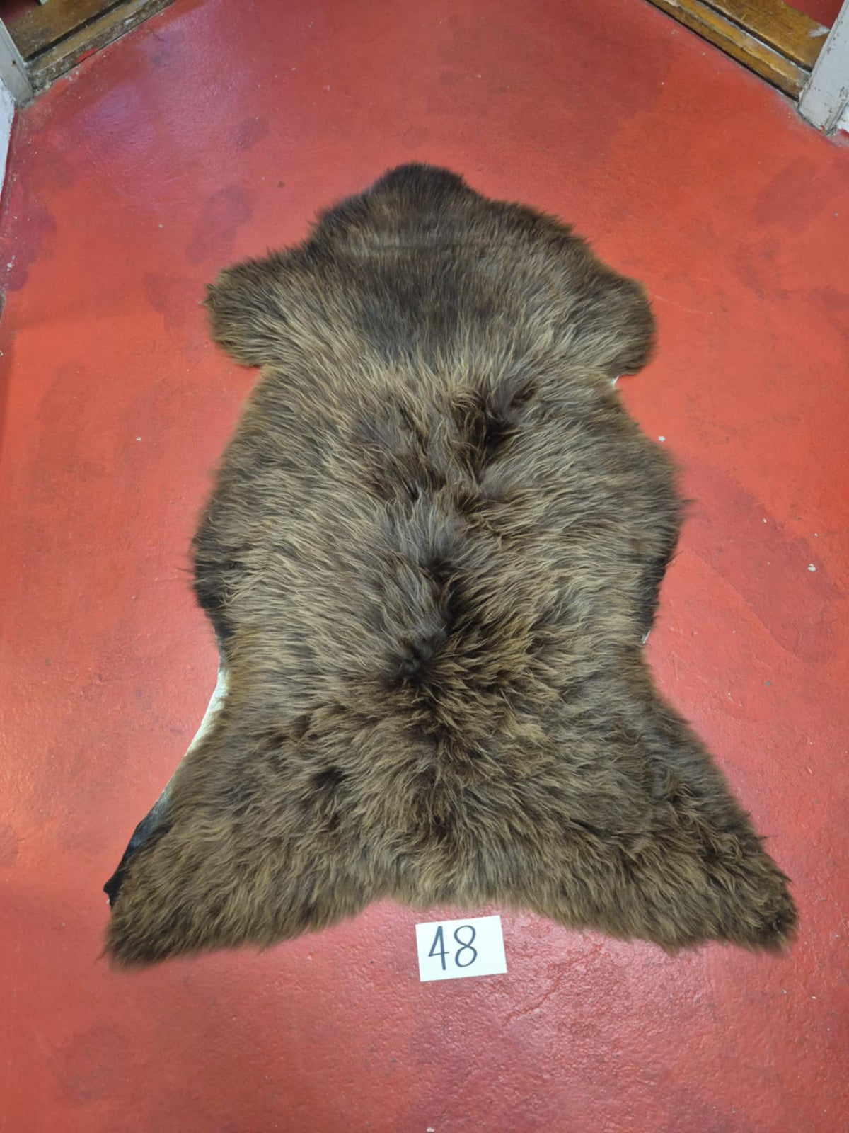Xl Svensk Brun 48