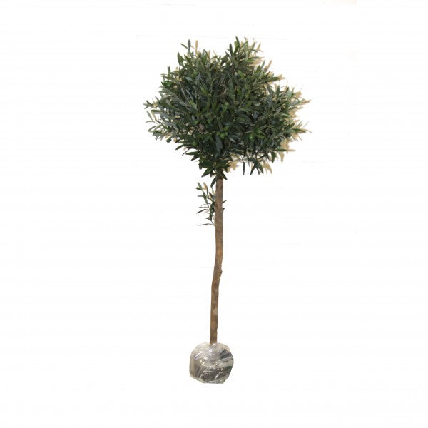 Olivenbaum, 60 cm