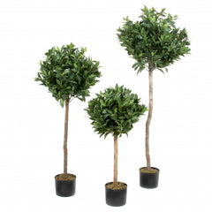 Lorbeer-Kugelbaum, getopft, 90 cm,grun