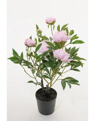 Pæon 70 cm. lys rosa