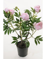 Pæon 80 cm. lys rosa