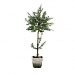 Rosmarin-Hochstammchen, 82 cm, grun