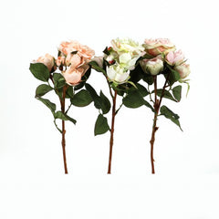 Teerose "Brighton", 39 cm, 2 Bluten3 Knospen weig
