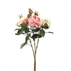Rose "Cambridge" langstielig, 64 cm2 Bluten, 1 Knospe hellpink