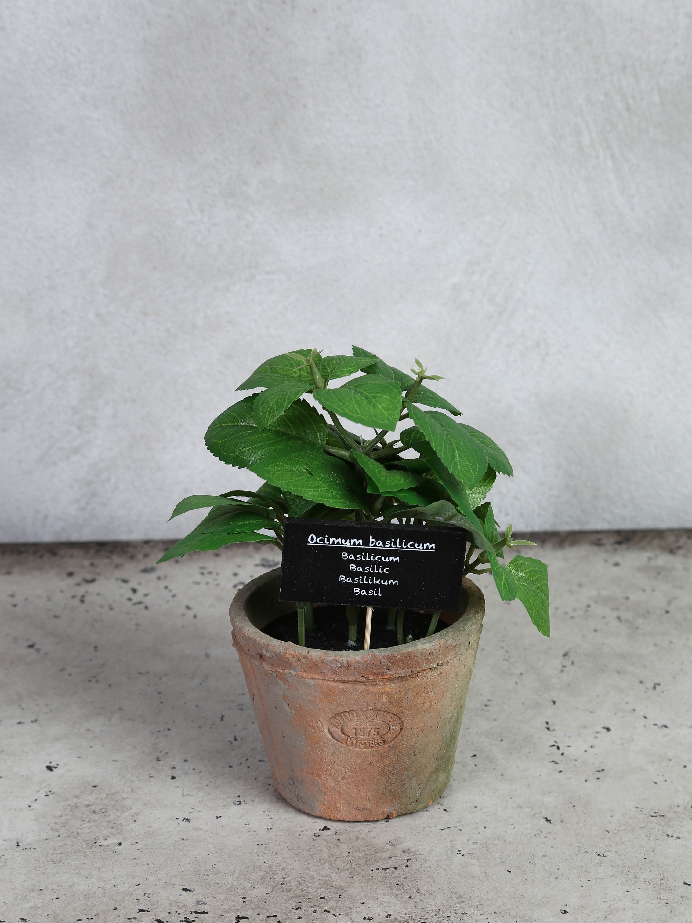 Basil i AT pot L