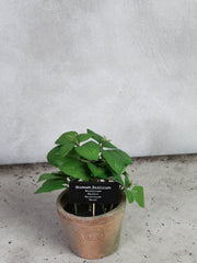 Basil i AT pot L