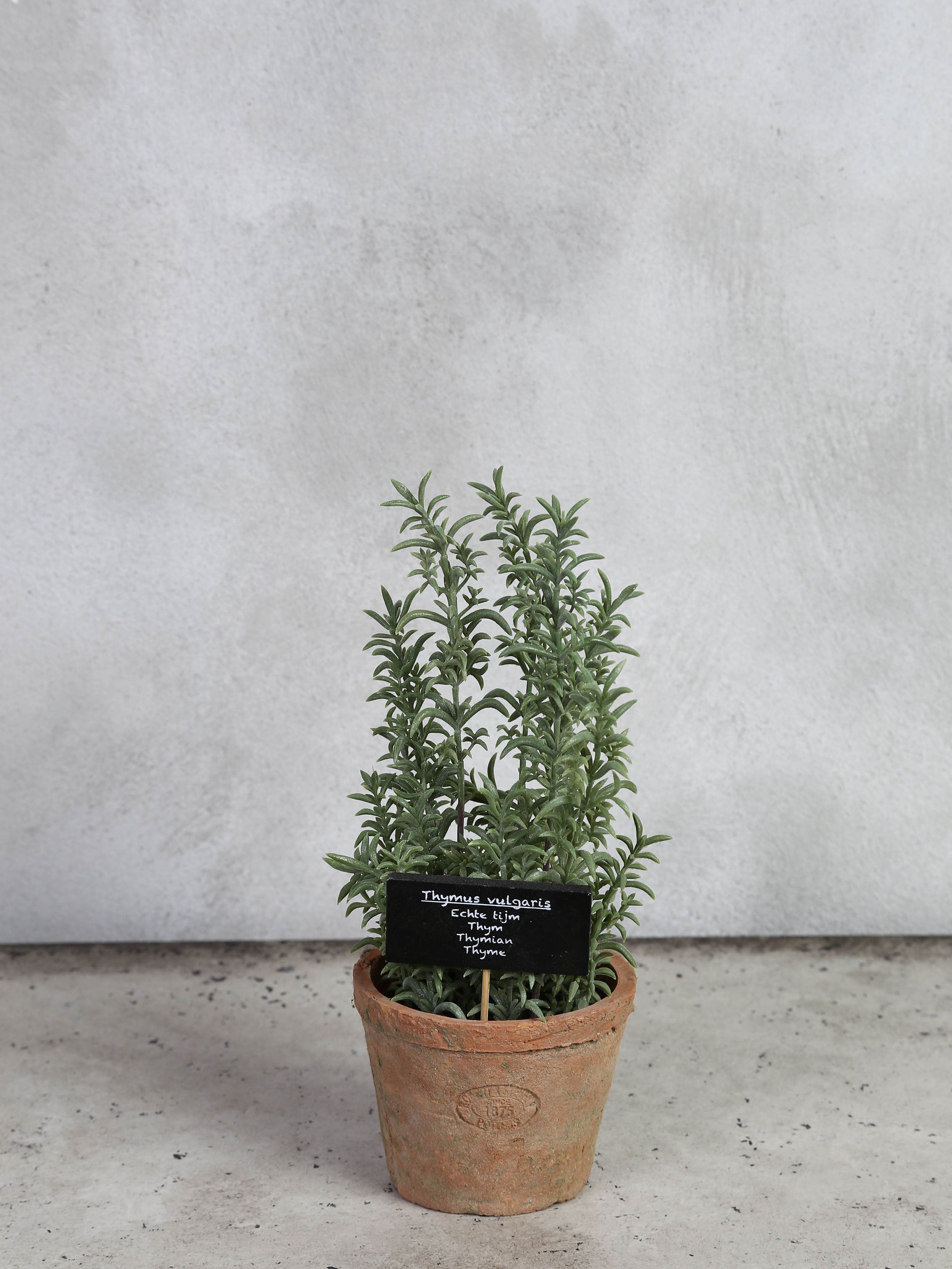 Timian i AT pot L