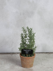 Timian i AT pot L