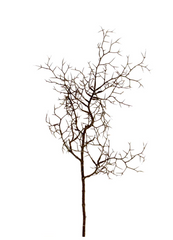 Weidenzweig, 60cm natur